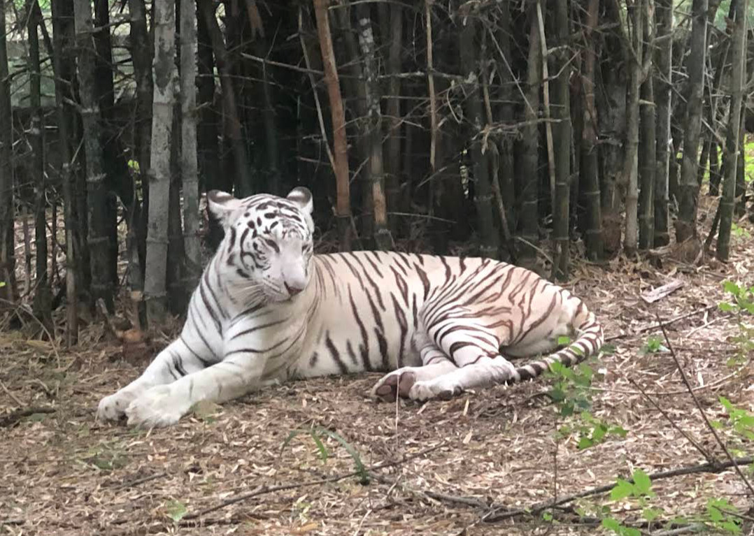 Bannerughatta National Park