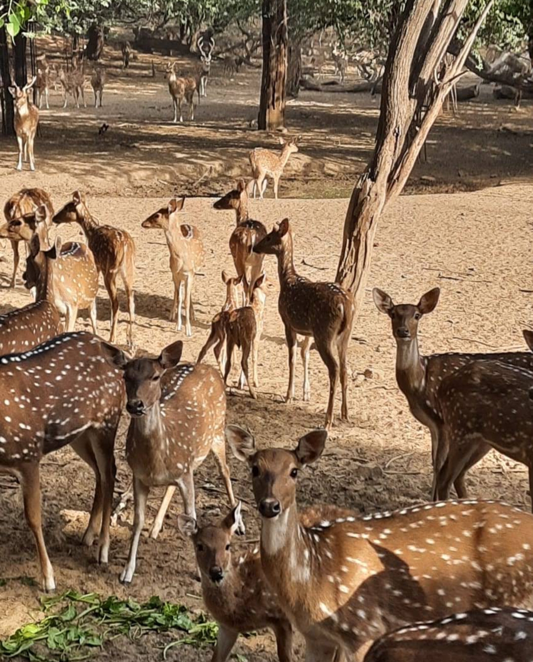 Deer Park