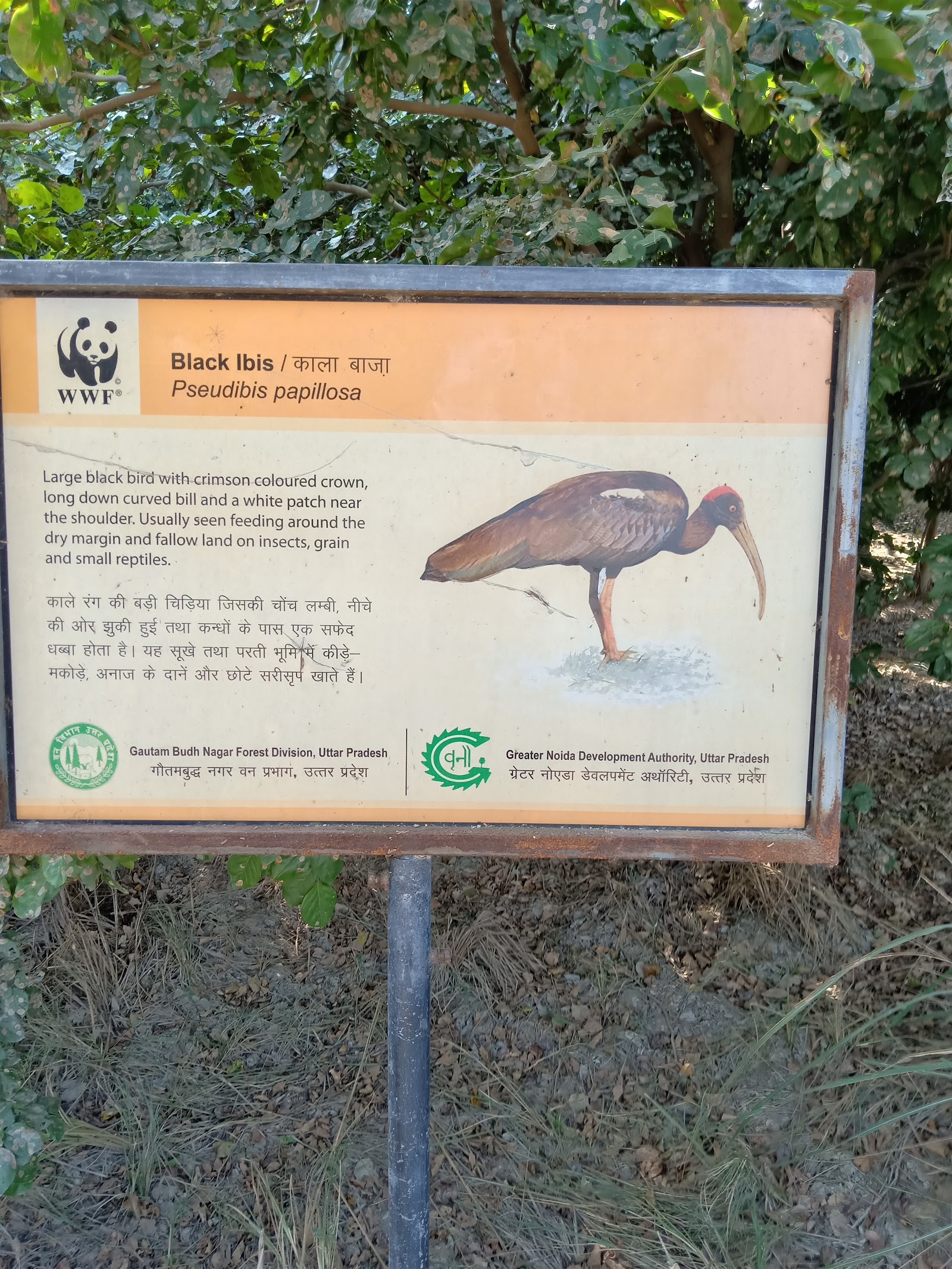 Surajpur bird sanctuary photo 2