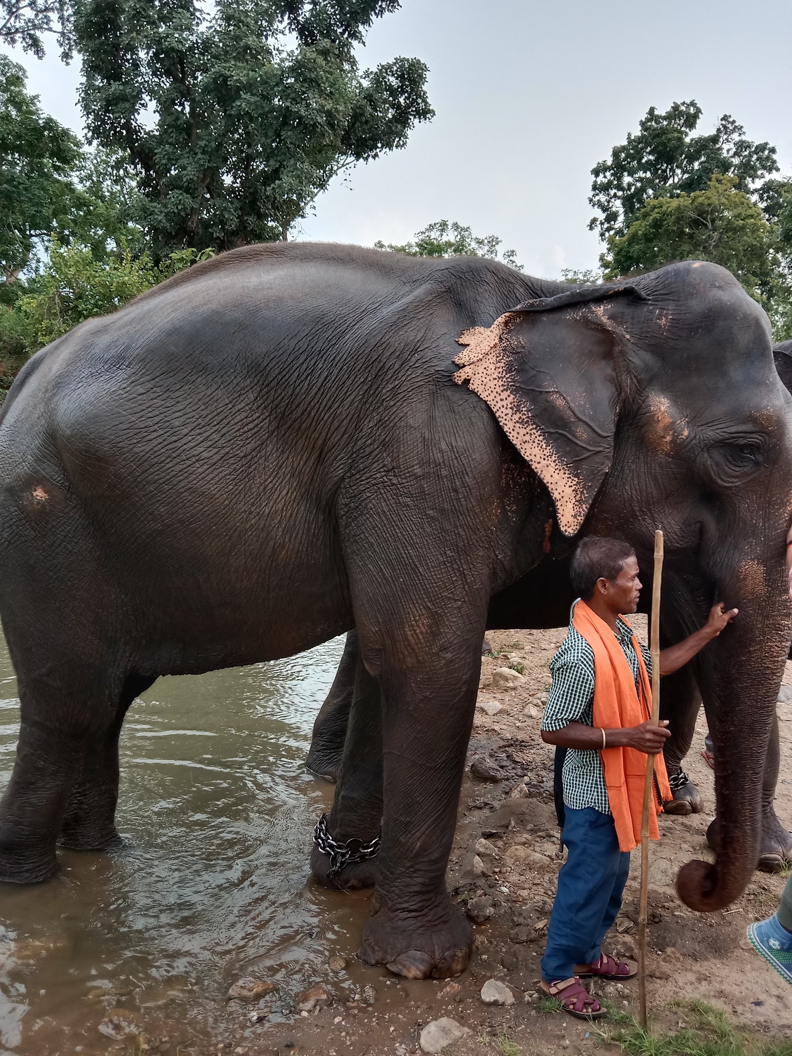 Betla National Park photo 3