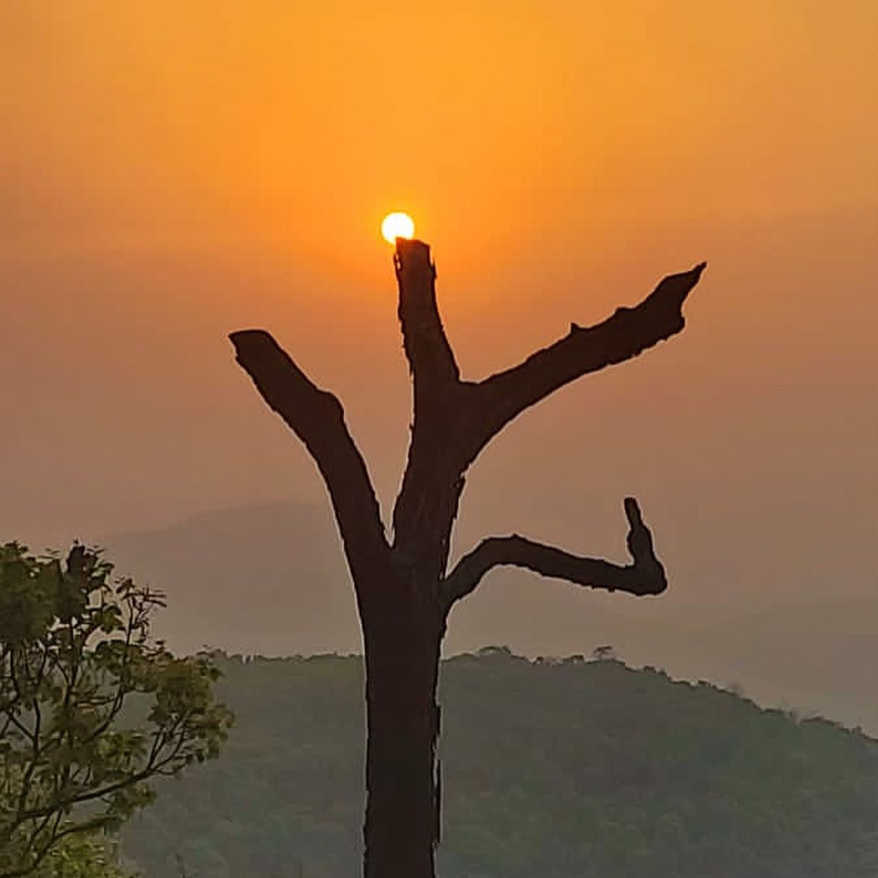 Magnolia, Sunset Point, Netarhat photo 2