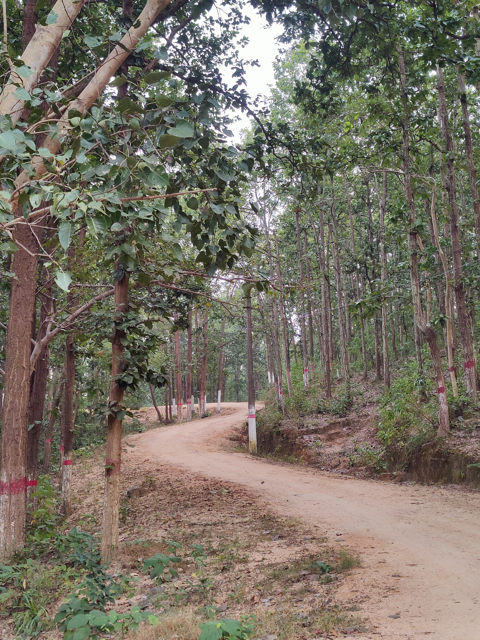 Salpharni jhil wild life sanctuary hazaribag photo 2
