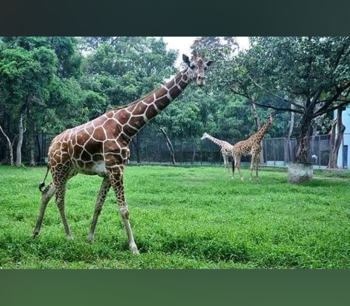 Patna Zoo